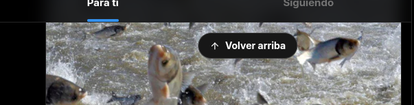 Boton Vover arriba no esta centrado